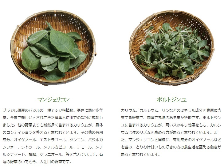 マンジェリコンとボルトジンユ のお茶 石垣島富茶 Yuricoz Cafe マンジェリコンとボルトジンユ のお茶 石垣島富茶 Yuricoz Cafe