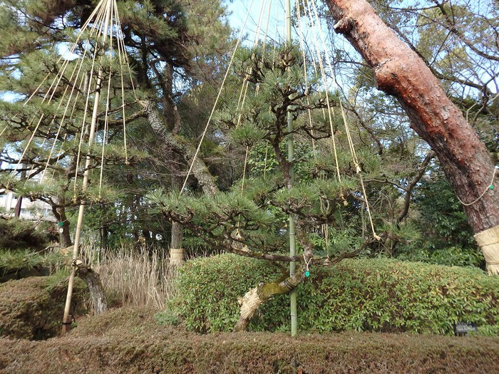 『岐阜公園と岐阜城と信長公居館跡･････』_d0054276_20265367.jpg