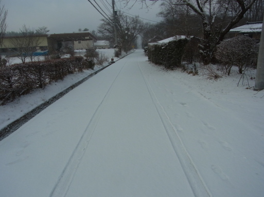 朝から雪が舞う_e0008887_13415876.jpg