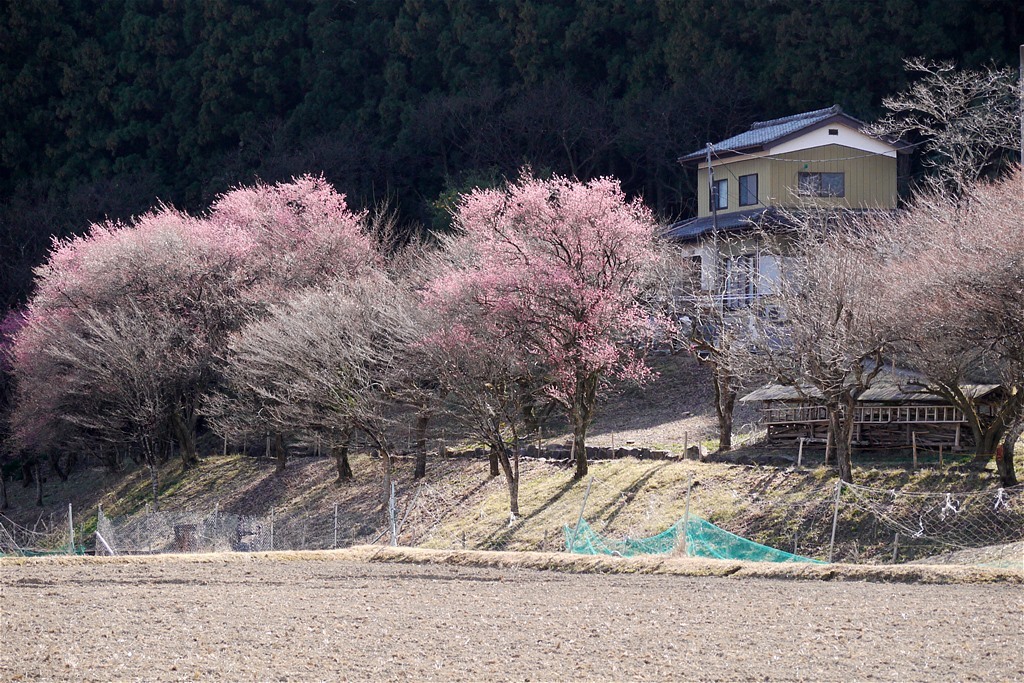 四季の森　春を告げる節分草_e0139788_16365591.jpg