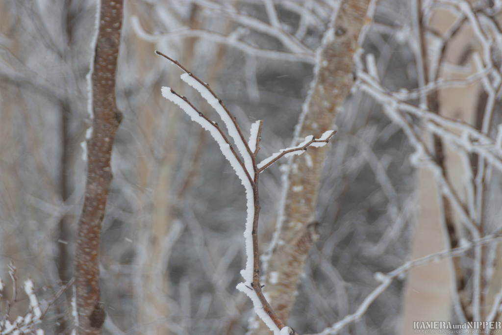 a0207595_15218.jpg