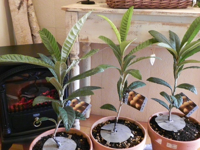 c0152002_17461706.jpg
