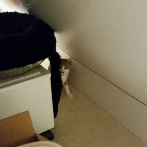 e0144012_14293801.jpeg