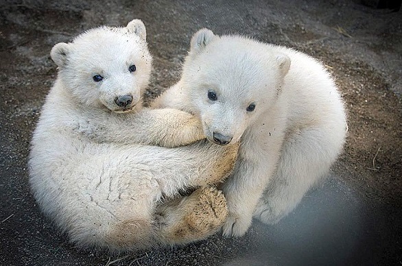 アメリカ・コロンバス動物園のオーロラの双子の赤ちゃんが生後三か月を過ぎバックヤードに登場_a0151913_1014392.jpg