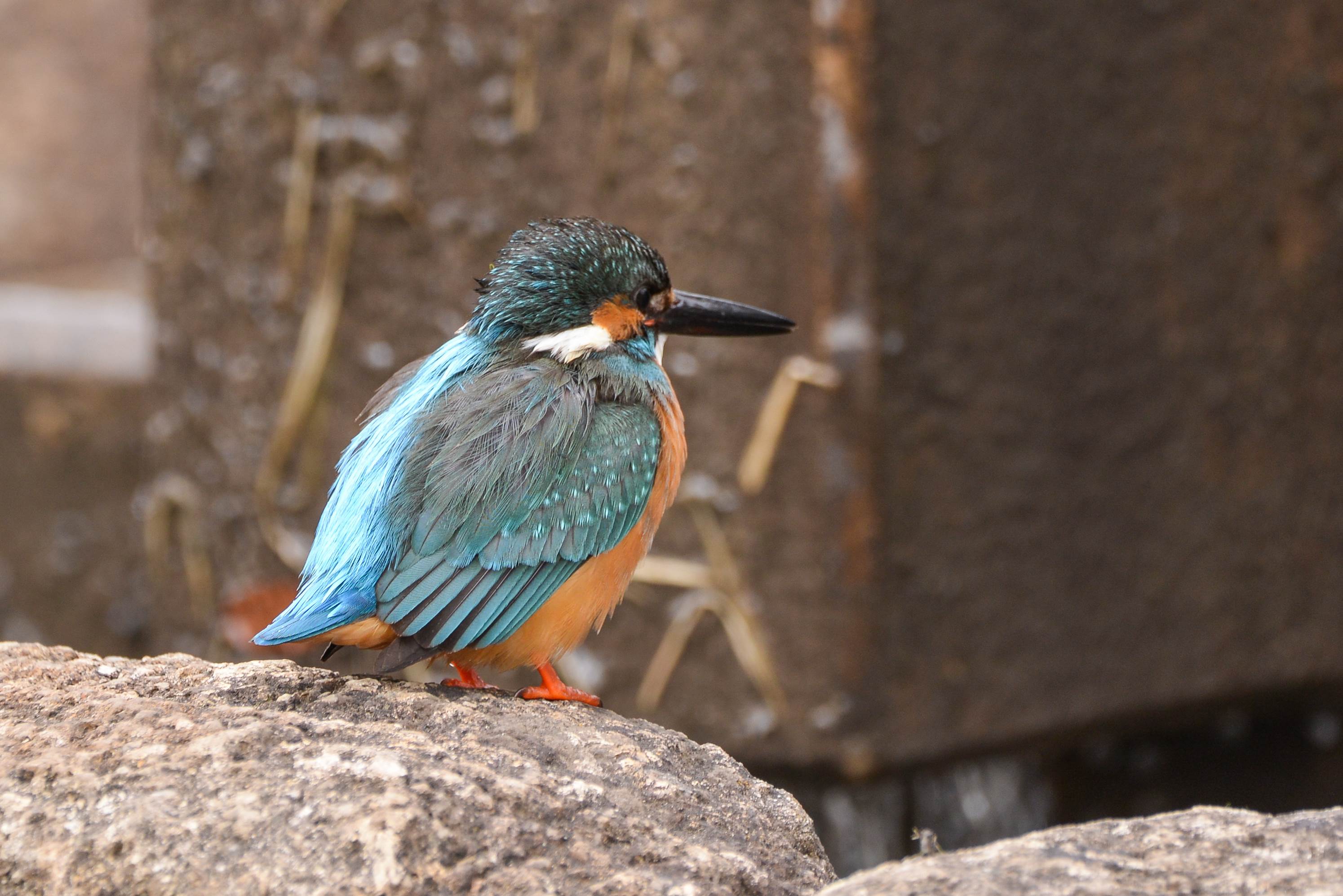 公園の池と川のカワセミ_c0018118_23475958.jpg