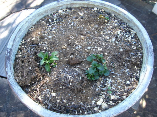 e0350927_10240787.jpg