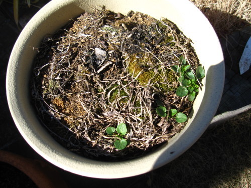 e0350927_10241425.jpg