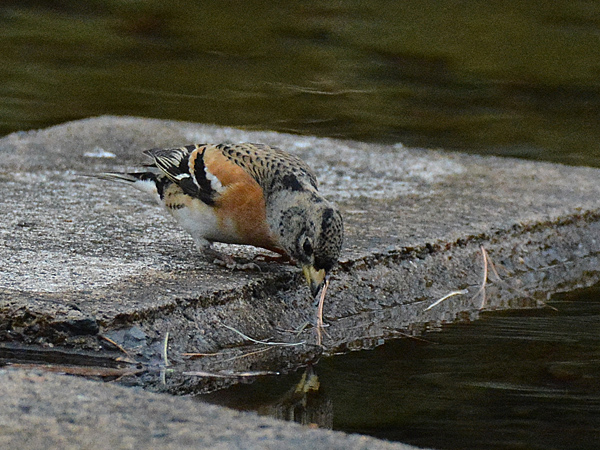 水飲みアトリ_e0097534_1014558.jpg