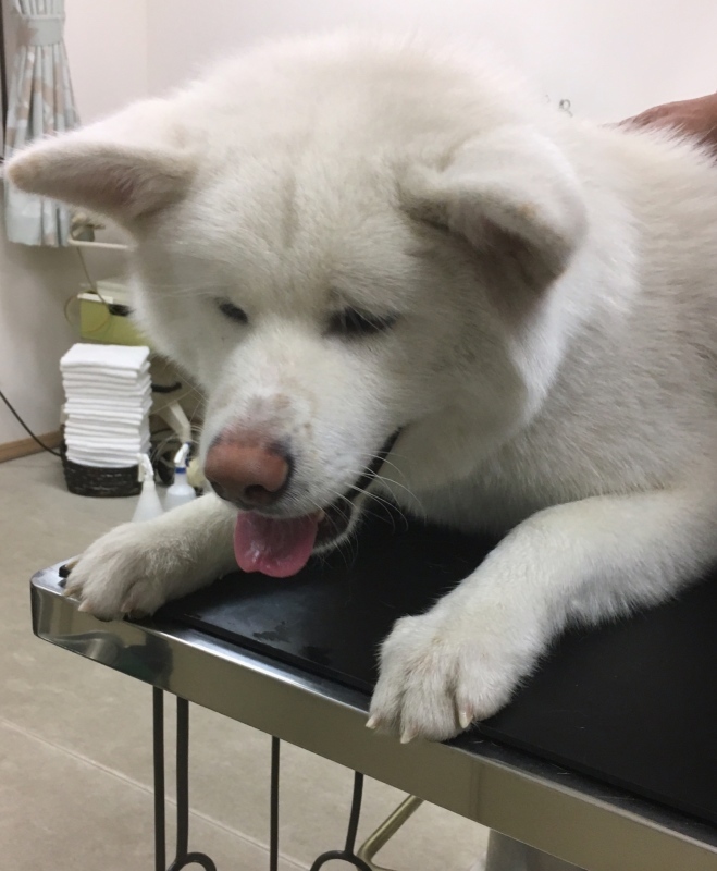 お騒がせ致しました 人 秋田犬ハクの成長記 お騒がせ致しました 人 秋田犬ハクの成長記