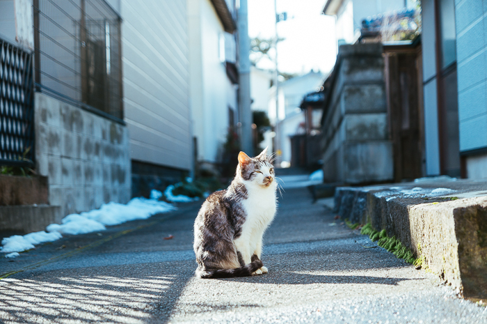 いつかの猫_c0318742_21223148.jpg