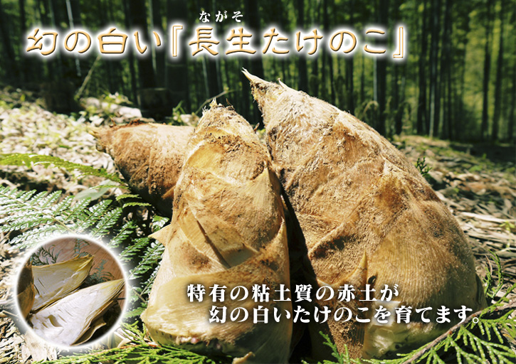 春が待ち遠しい！けどまだ来ないで！株式会社旬援隊の敷地内の様子と最旬食材の紹介！_a0254656_19262531.jpg