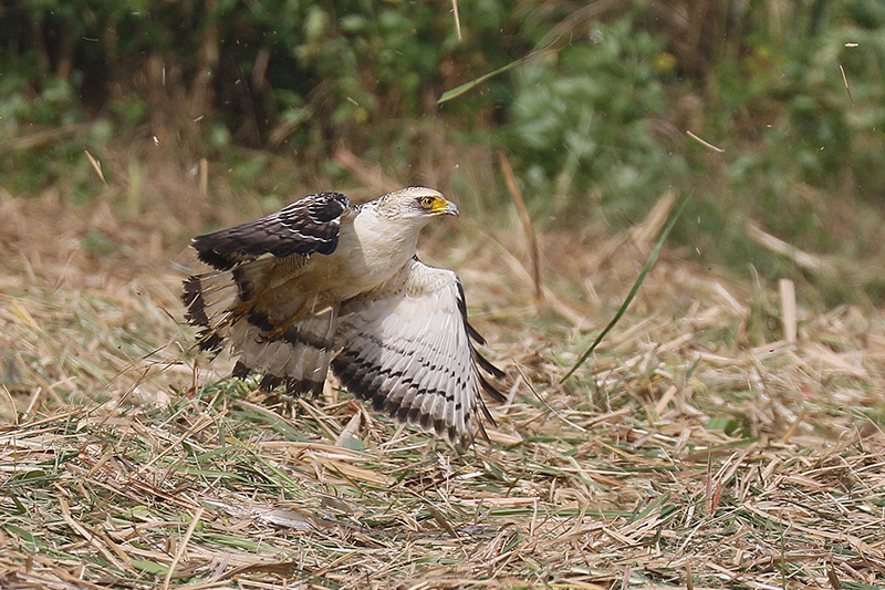 石垣島へ鳥撮りに出かけてきましたぁ～♪_f0368272_21240124.jpg