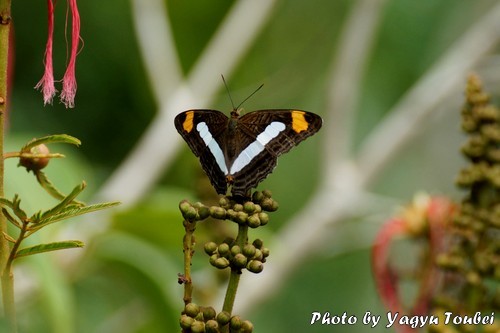 カマキリの顔のようなデザインの羽を持つ蝶_b0132475_2216948.jpg