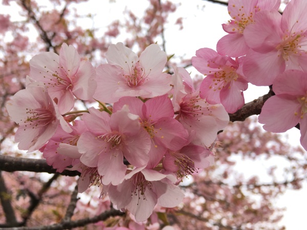 河津桜_f0358379_21514747.jpg