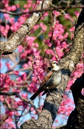 羽根木公園の梅_a0133484_14560477.jpg