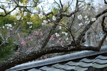c0339296_931614.jpg