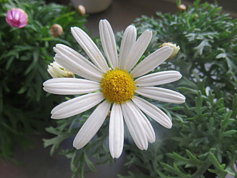 d0046702_07493527.jpg
