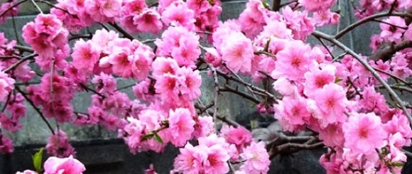 桃の花狂想曲 (2枚)_a0152009_14433156.jpg