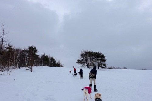 菅平で雪遊び_e0192217_10571449.jpg