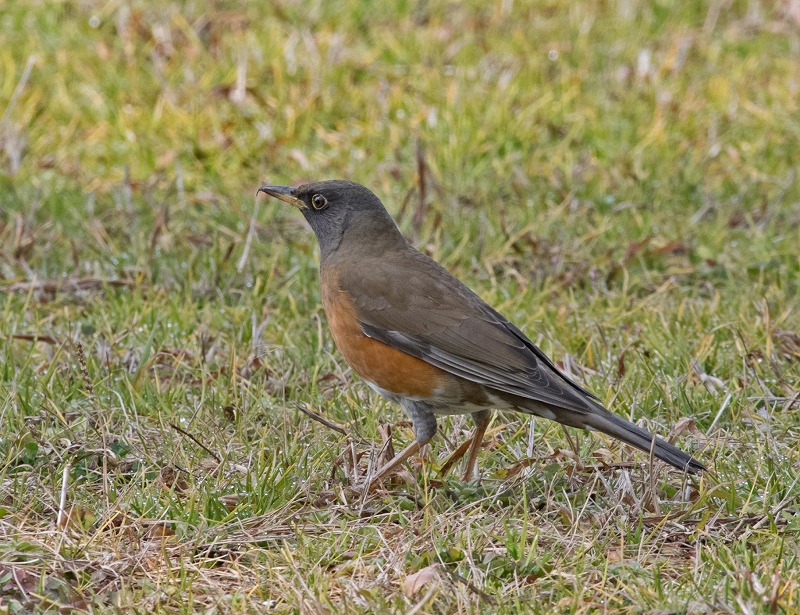 e0331427_9162.jpg