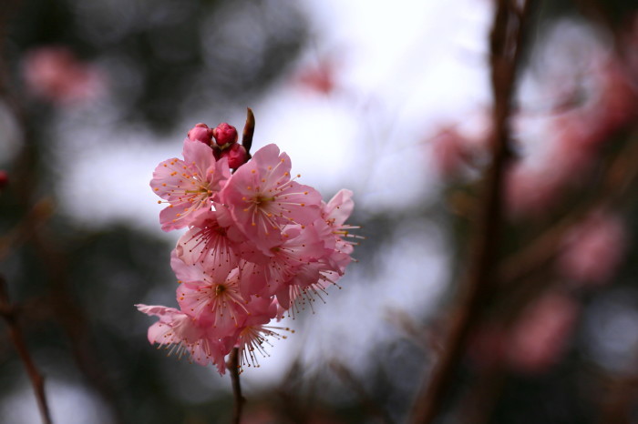 　桜_c0347546_18505538.jpg