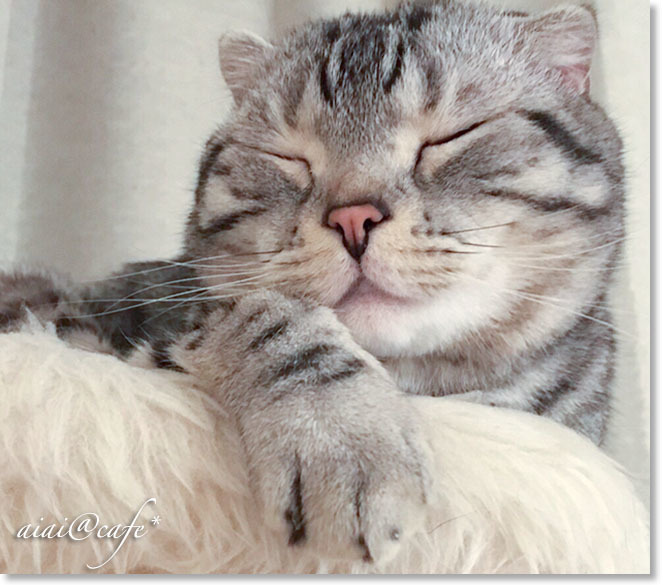 猫の日のロボたん_a0056451_13245360.jpg