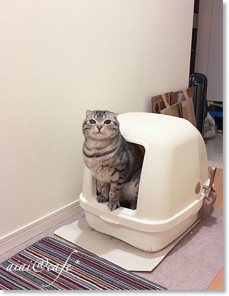 猫の日のロボたん_a0056451_13245994.jpg