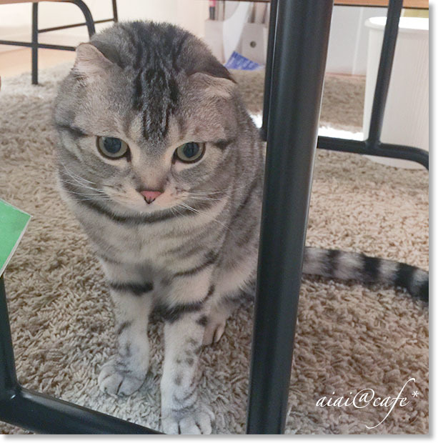 猫の日のロボたん_a0056451_13250306.jpg