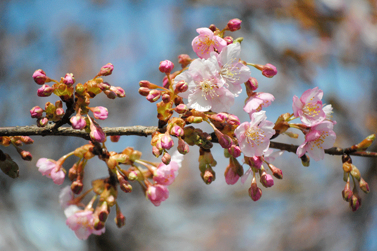 a0001354_19594063.gif