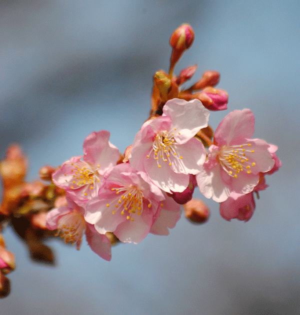 a0001354_20001327.gif