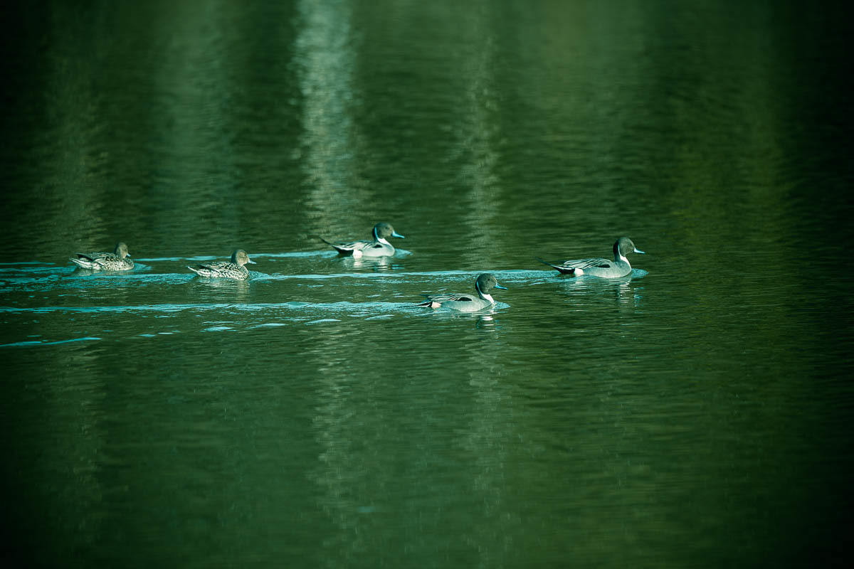 水辺の野鳥　026_f0371554_20103430.jpg