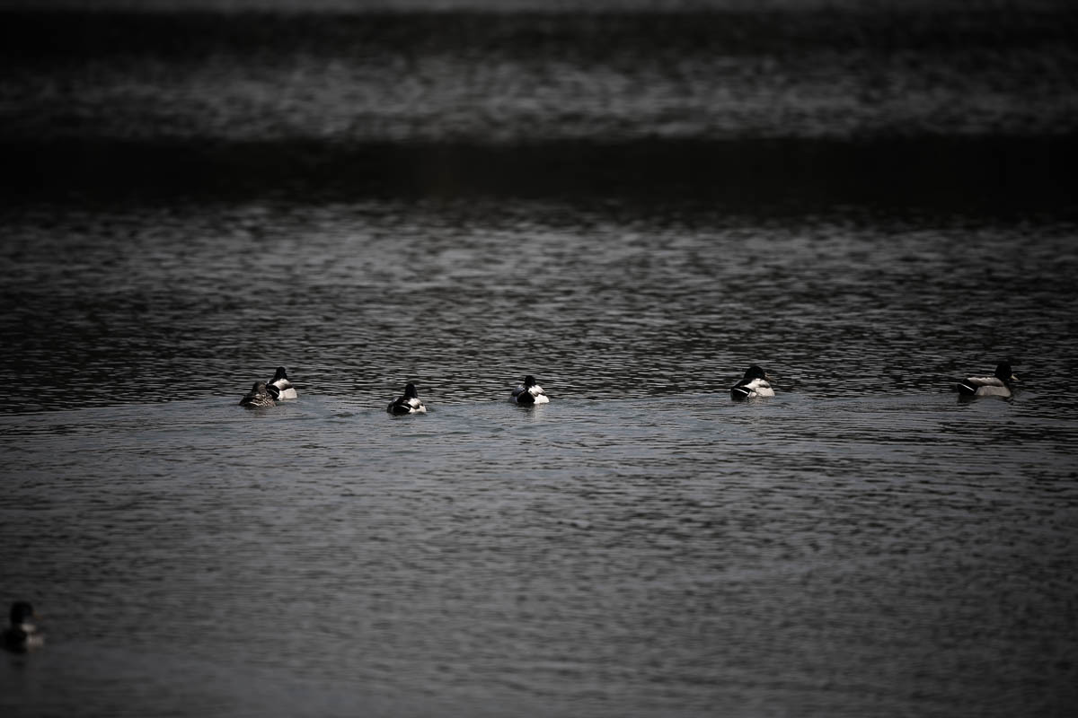 水辺の野鳥　026_f0371554_20105069.jpg