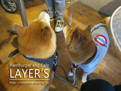犬連れで本格的ハンバーガーが楽しめる Layer Sレイヤーズ 名古屋市中区 Yamatoのひとりごと