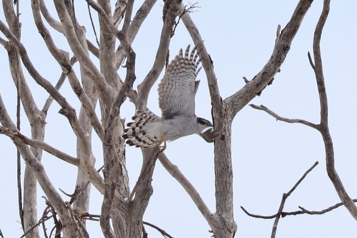 オオタカ成鳥_a0152663_23164048.jpg