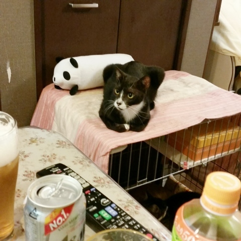 e0144012_15301330.jpeg