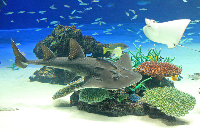 サンシャイン水族館 サンシャインラグーン エイの楽園 続々 動物園ありマス サンシャイン水族館 サンシャインラグーン エイの楽園 続々 動物園ありマス