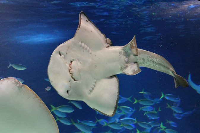 サンシャイン水族館 サンシャインラグーン エイの楽園 続々 動物園ありマス