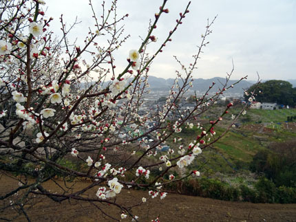 南部梅林 岩代大梅林 飯盛山 537 9m Pororiの森 南部梅林 岩代大梅林 飯盛山 537 9m Pororiの森