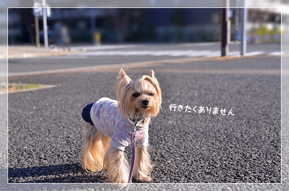 d0179828_00134886.png