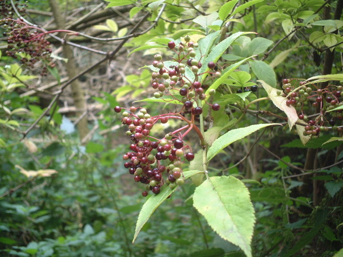 herb：エルダーベリー Sambucus nigra その２_a0057830_14055114.jpg