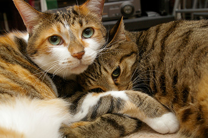 猫の日ミルクさん祭【3/2写真追加】_a0028451_03023040.jpg