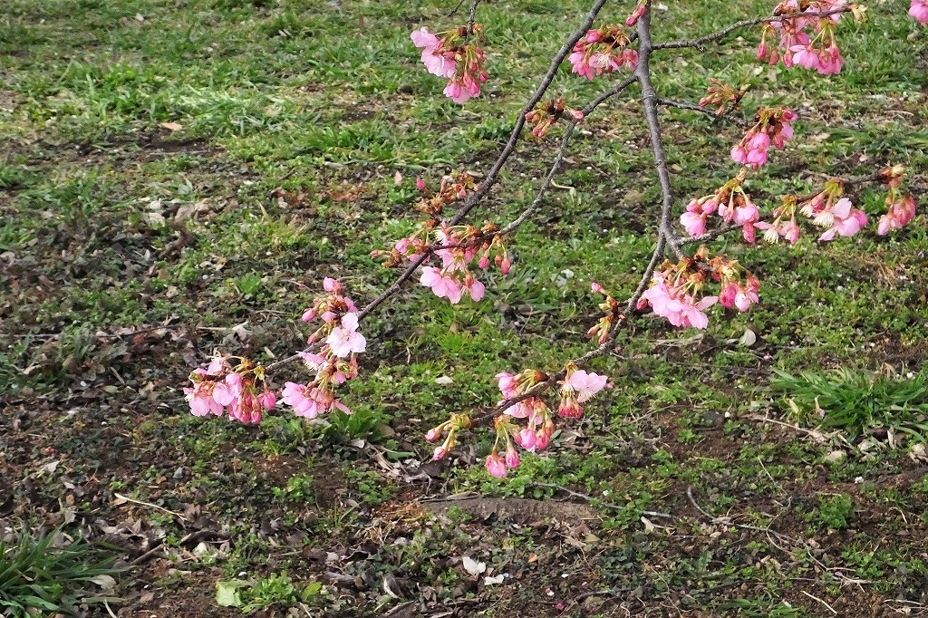 開花が進む公園の桜_b0236251_17273865.jpg
