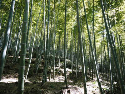 幻の白い「長生たけのこ」　親竹の伐採で活性化！若返らせ元気な“たけのこ畑”を作る匠！_a0254656_17534924.jpg