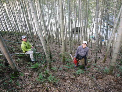 幻の白い「長生たけのこ」　親竹の伐採で活性化！若返らせ元気な“たけのこ畑”を作る匠！_a0254656_18155643.jpg