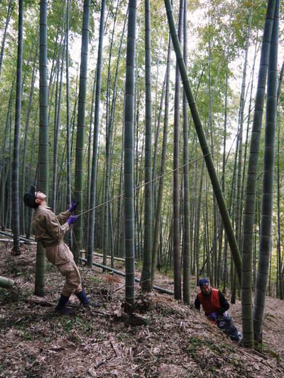 幻の白い「長生たけのこ」　親竹の伐採で活性化！若返らせ元気な“たけのこ畑”を作る匠！_a0254656_1844261.jpg