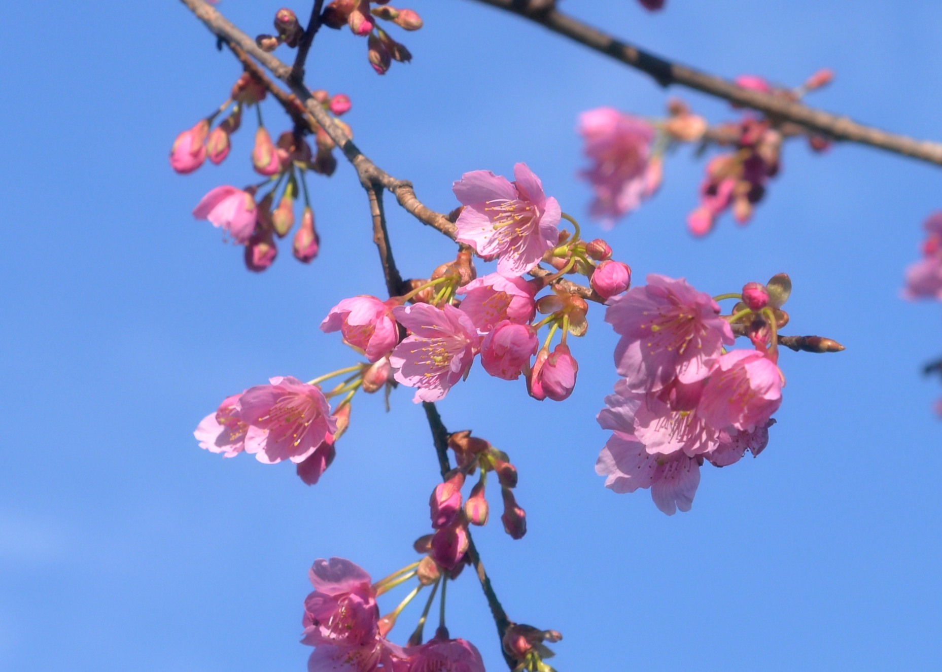 河　津　桜_c0205858_16081237.jpg