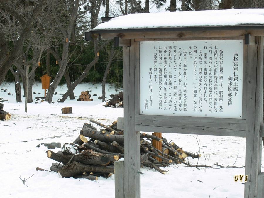 松前公園では桜の選定が始りました_f0166871_14163226.jpg