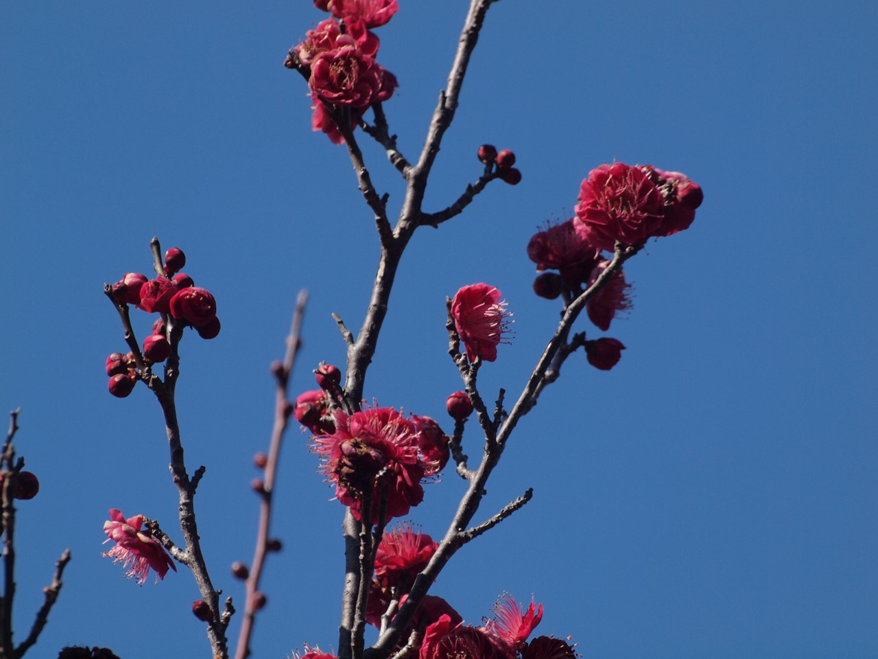 『梅林公園の紅梅達･････』_d0054276_20203379.jpg