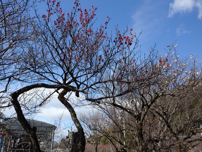 『梅林公園の紅梅達･････』_d0054276_2021253.jpg