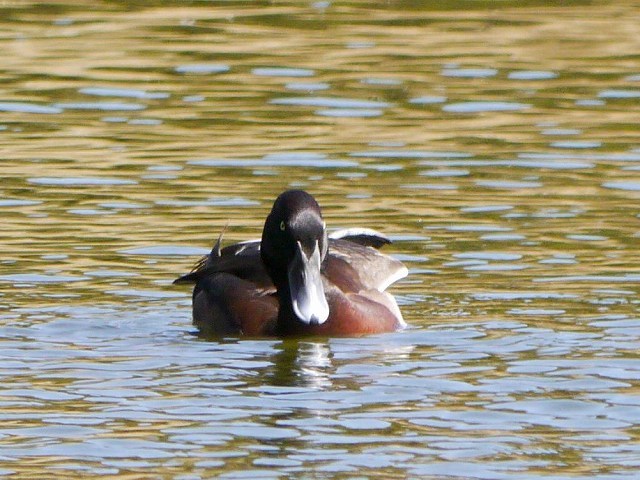 超珍鳥アカハジロは国際絶滅危惧種　（初見）_d0088184_22301501.jpg